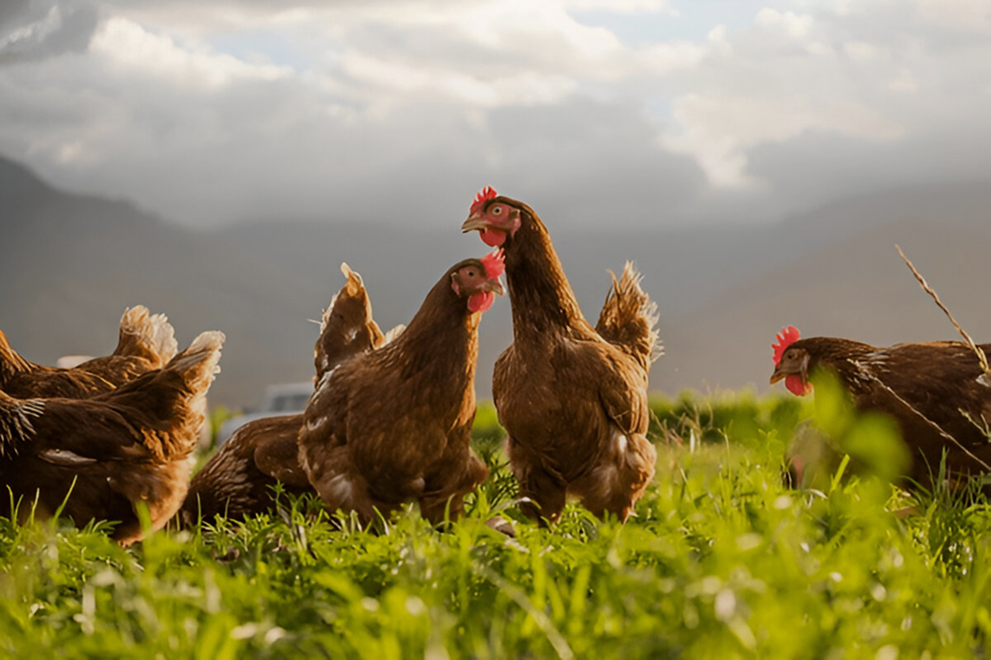 Halal certified fresh chicken by Afras